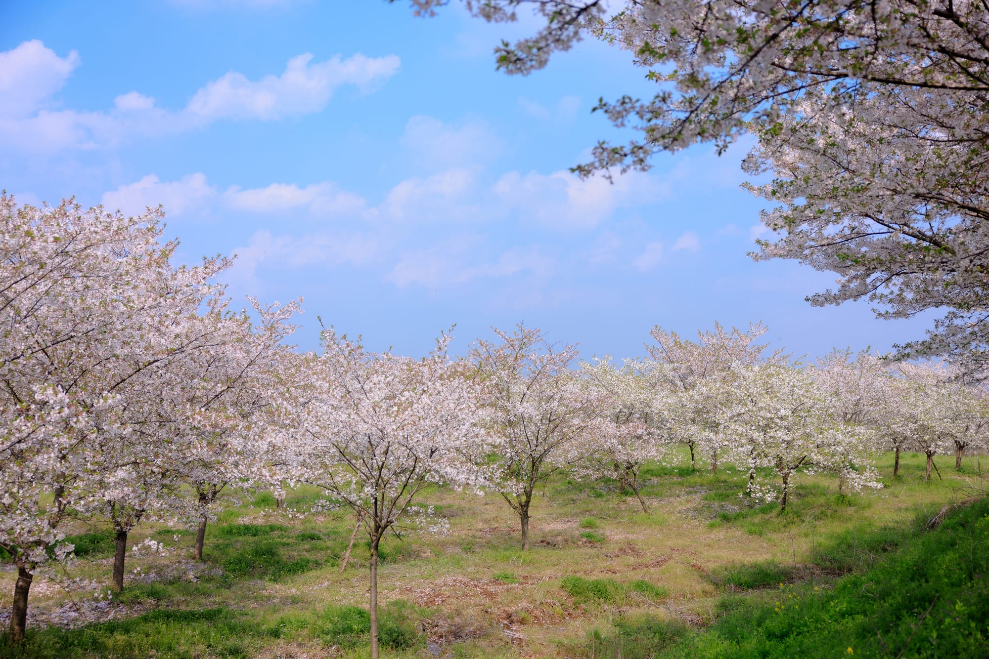 幸福农场 樱花海棠花絮