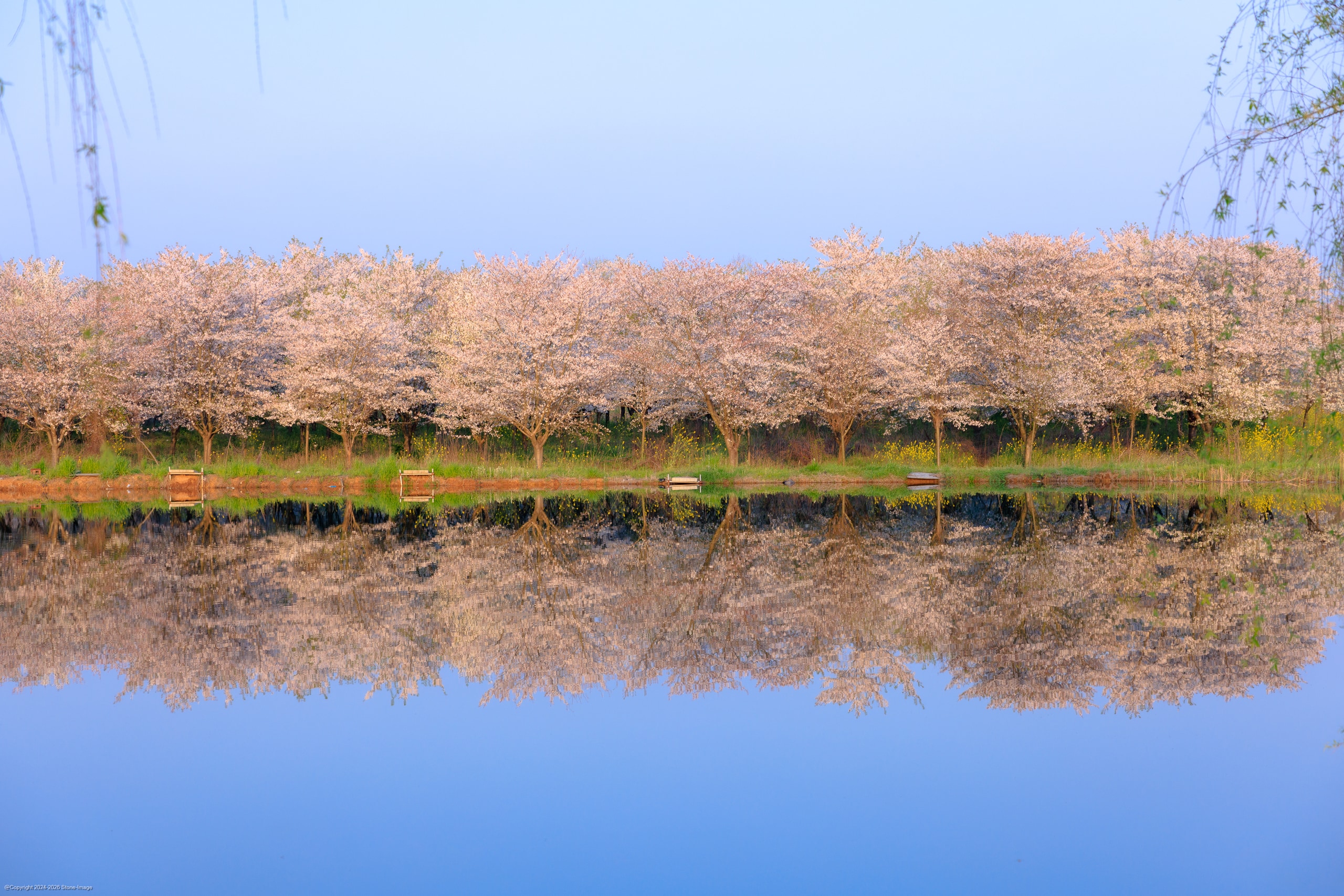 幸福农场樱花海棠