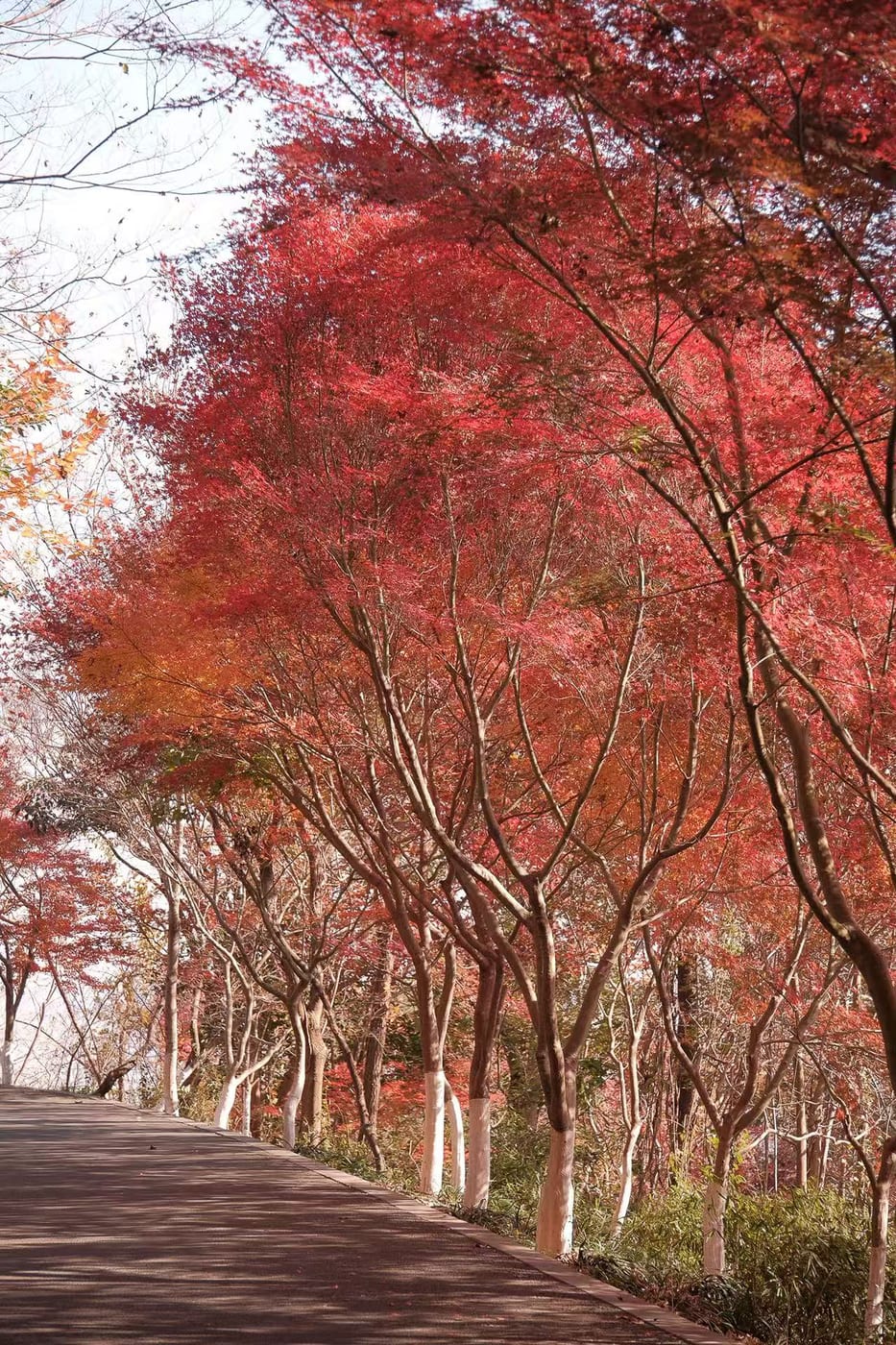 栖霞山秋景 — 王珊珊